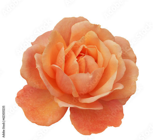 One orange rose flower, design element isolated in png format.