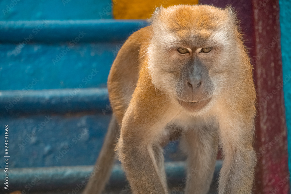Fototapeta premium Singe Macaque longue queue sauvage en gros plan dans les marches colorés du Temple Bouddhiste de Batu Cave, Kuala Lumput, Malaysie