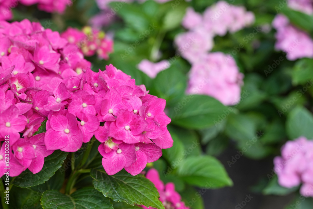 Hydrangea flower (Hydrangea macrophylla) blooming in spring and summer in a garden. Close-up Pink Hydrangea or Hortensia flower. Side view, copy space for text, product place.   