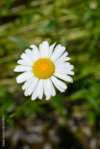 Saw-leaved moon daisy flower