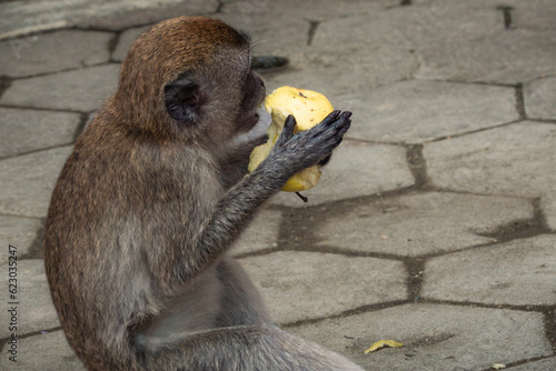 Photography Groupe de singes macques longue queue sauvages, qui mangent les restes des touri