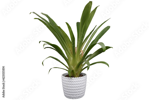 Plant in a pot. Green leaves plant in a white pot.