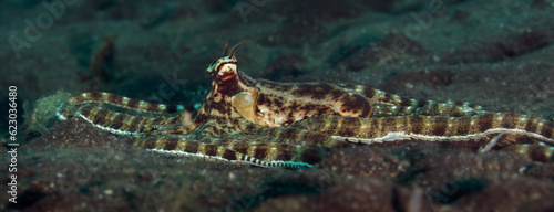 Fotografie Mimic Octopus - Thaumoctopus mimicus