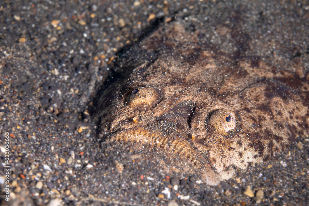 Stargazer - Uranoscopidae Stargazer - Uranoscopidae