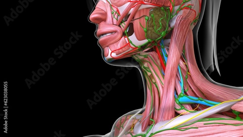 female face muscle anatomy for medical concept 3d rendering photo