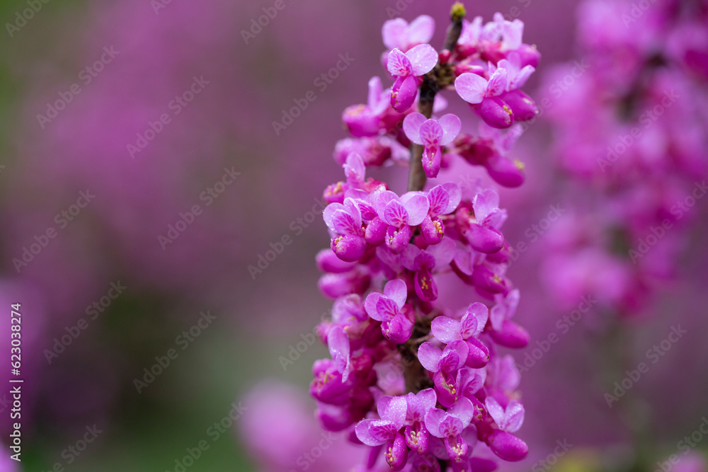 close-up red flowers of the Chinese redbud Cercis chinensis selective focus, floral purple background close-up red flowers of the Chinese redbud Cercis chinensis selective focus, floral purple background