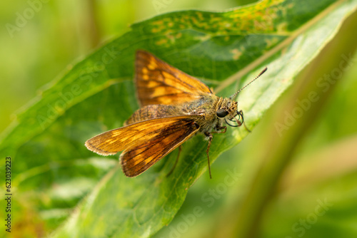 Motyl - karłątek Kniejnik - Ochlodes venatus = Ochlodes sylvanus = Ochlodes faunus