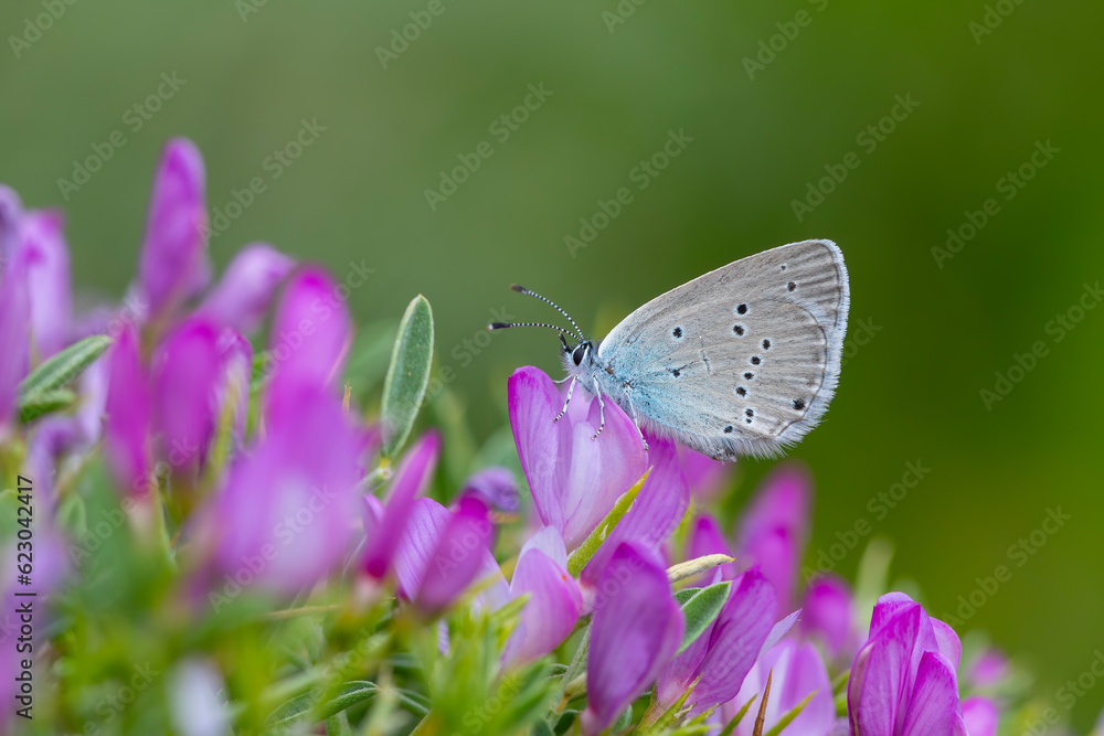 Naklejka premium tiny blue butterfly feeding on purple flower, Staudinger's Blue, Cupido staudingeri