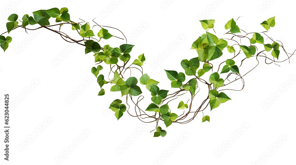 Heart shaped green variegated leave hanging vine plant bush of devil’s ivy or golden pothos (Epipremnum aureum) popular foliage tropical houseplant isolated on white with clipping path - obrazy, fototapety, plakaty 
