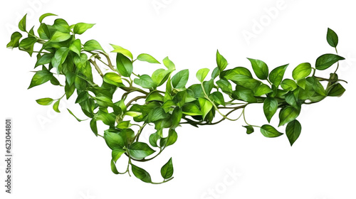Photo Twisted jungle vines liana plant with heart shaped green leaves isolated on whit