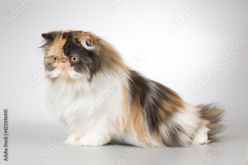 Persian long hair multi color breed male cat posing for portrait in studio
