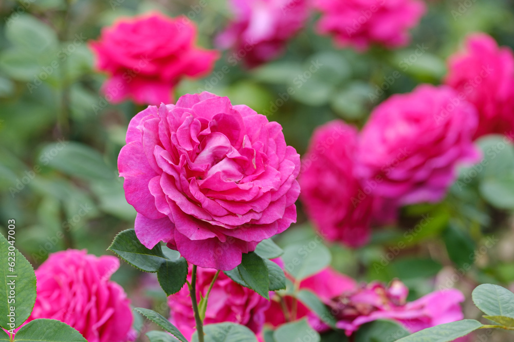 blooming magenta roses close-up on a blurred background