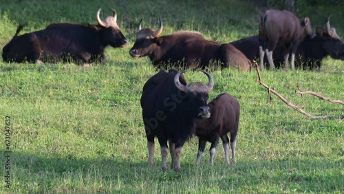 Eating in the middle with a calf drinking milk on her while the herd resting on the ground at the back, Gaur Bos gaurus, Thailand photo