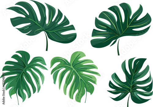 tropical leaves set vector illustration