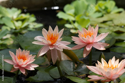 Pink Lotus Water lilies in pond.