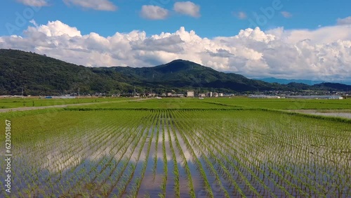 熊本県益城町の田んぼ photo