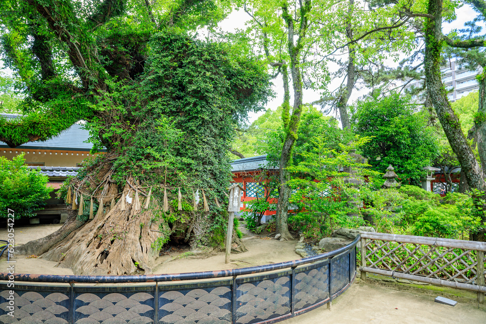 初夏の筥崎宮　御神木　福岡県東区　Hakozaki Shrine in early summer. sacred tree. Fukuoka Pref, Higashi-ku.