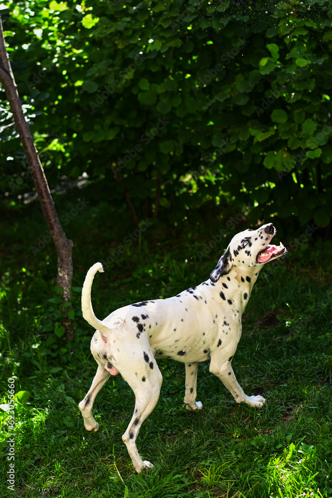 dog in the grass