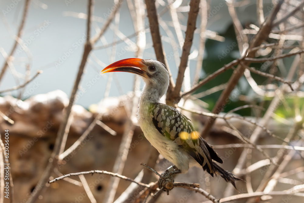 Northern Red-Billed Hornbill Majestic African Bird Northern Red-Billed Hornbill Majestic African Bird