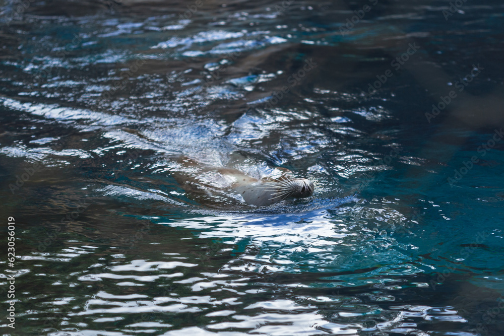 Obraz premium Aquatic Acrobatic Otter's Backstroke in the Water