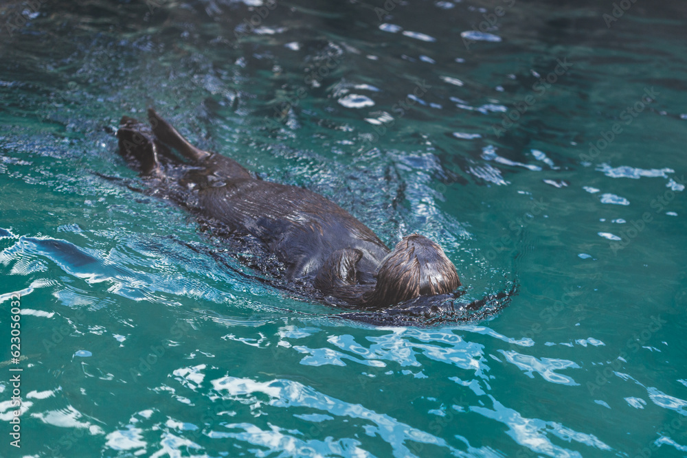 Obraz premium Aquatic Acrobatic Otter's Backstroke in the Water