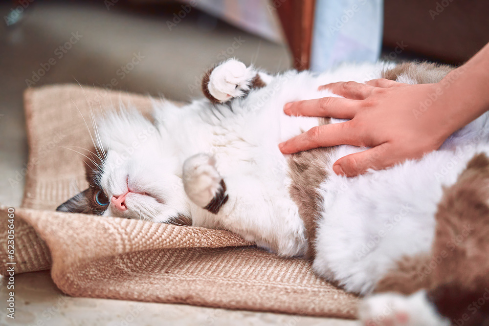 A gentle woman's hand is lovingly stroking the belly of a Ragdoll cat, capturing a sweet moment of human-pet bonding A gentle woman's hand is lovingly stroking the belly of a Ragdoll cat, capturing a sweet moment of human-pet bonding