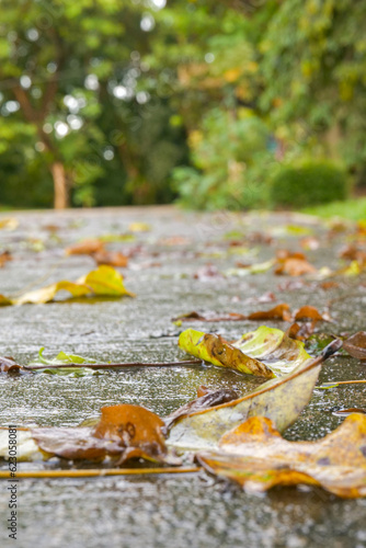 Fallen leaves on the ground in the rain, natural background. with bokeh background, selective focus. evening environment