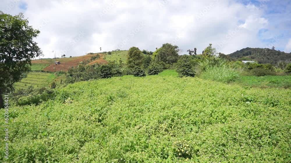 beautiful mountain natural scenery natural panorama of hills, with forest of tall green trees and green slopes under clear blue sky during the day beautiful mountain natural scenery natural panorama of hills, with forest of tall green trees and green slopes under clear blue sky during the day
