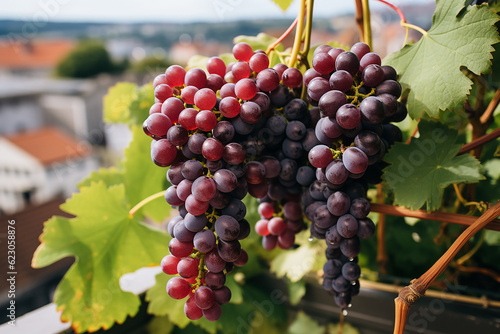 red wine grapes on natural background
