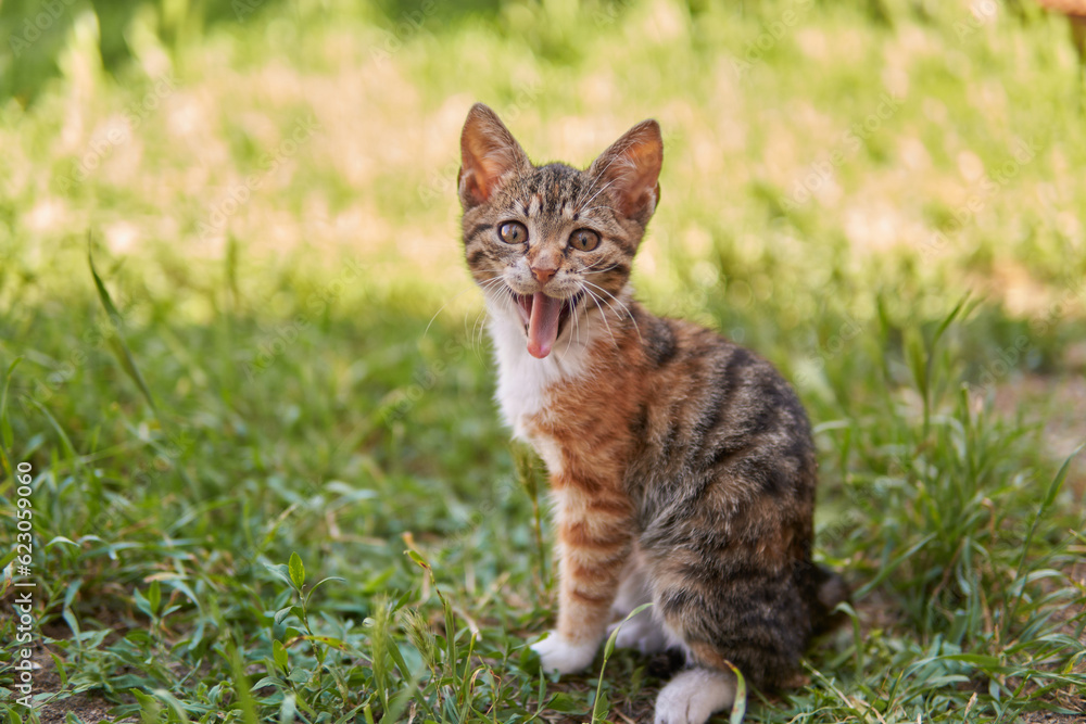 Surprised cat smiling with open mouth - nature background