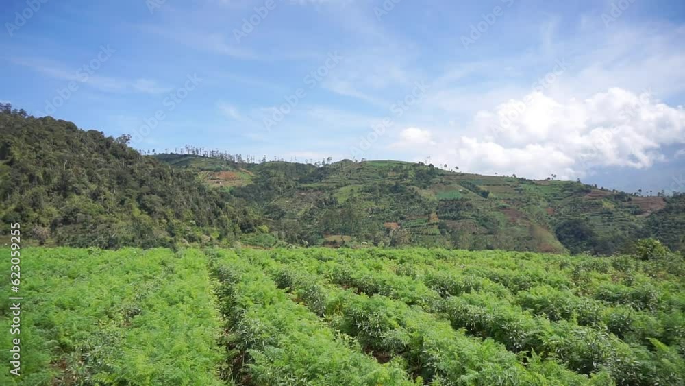 beautiful mountain natural scenery natural panorama of hills, with forest of tall green trees and green slopes under clear blue sky during the day beautiful mountain natural scenery natural panorama of hills, with forest of tall green trees and green slopes under clear blue sky during the day