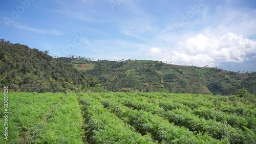 Wallpaper Mural beautiful mountain natural scenery natural panorama of hills, with forest of tall green trees and green slopes under clear blue sky during the day Torontodigital.ca