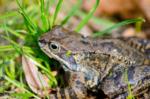 The common frog or grass frog (Rana temporaria)