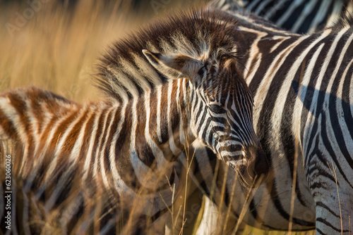 Plains zebra foal