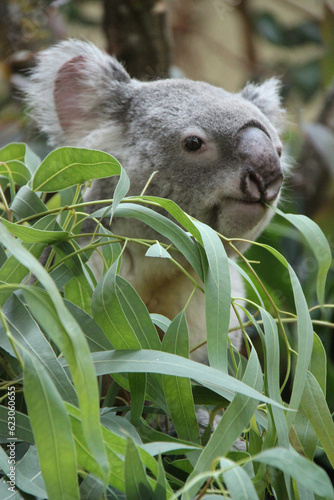 Photography koala in a zoo at schonbrunn in vienna (austria)