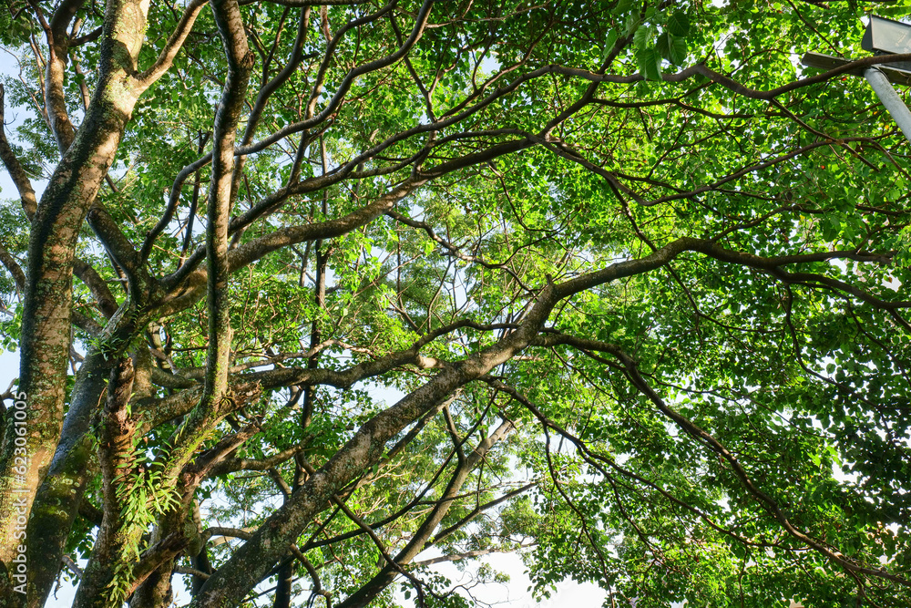 Branches of a tree in the forest. Green nature background. Branches of a tree in the forest. Green nature background.