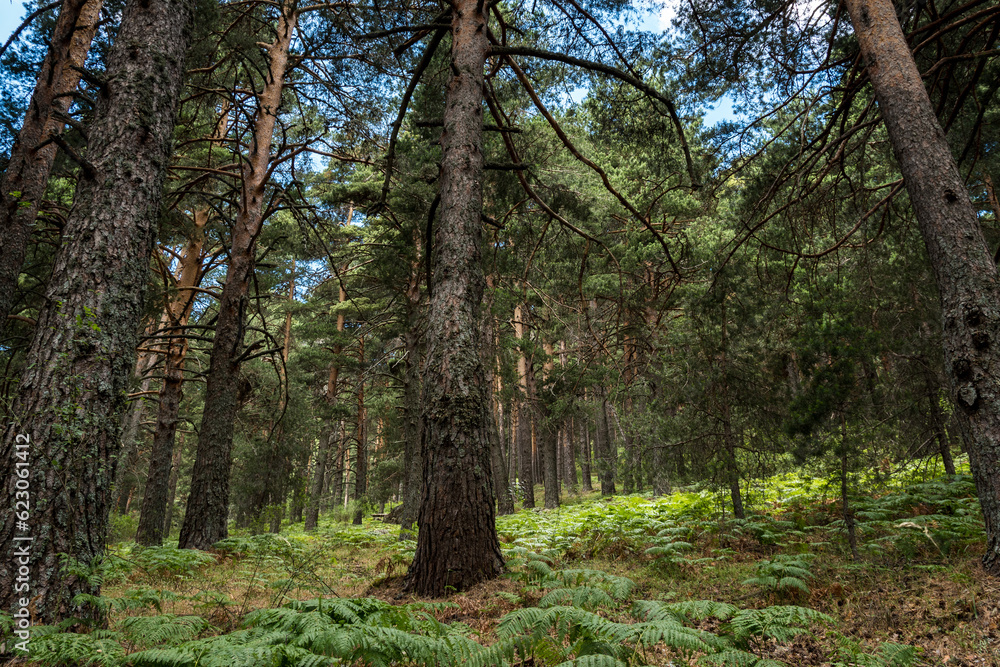 Obraz premium Pinos de Navacerrada