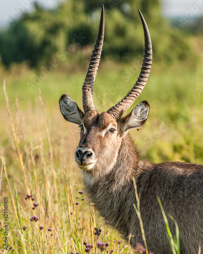 Photography Close up of male waterbuck