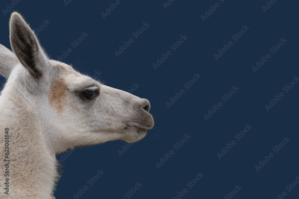 Portrait of beautiful white alpaca