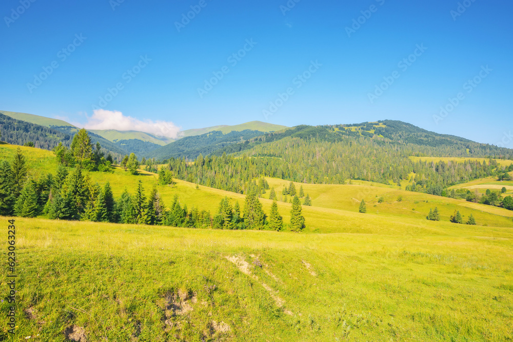 carpathian countryside with grassy meadows. summer landscape in mountains. rural scenery at the foot of borzhava ridge of ukraine