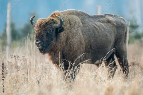European bison (Bison bonasus) in the wild