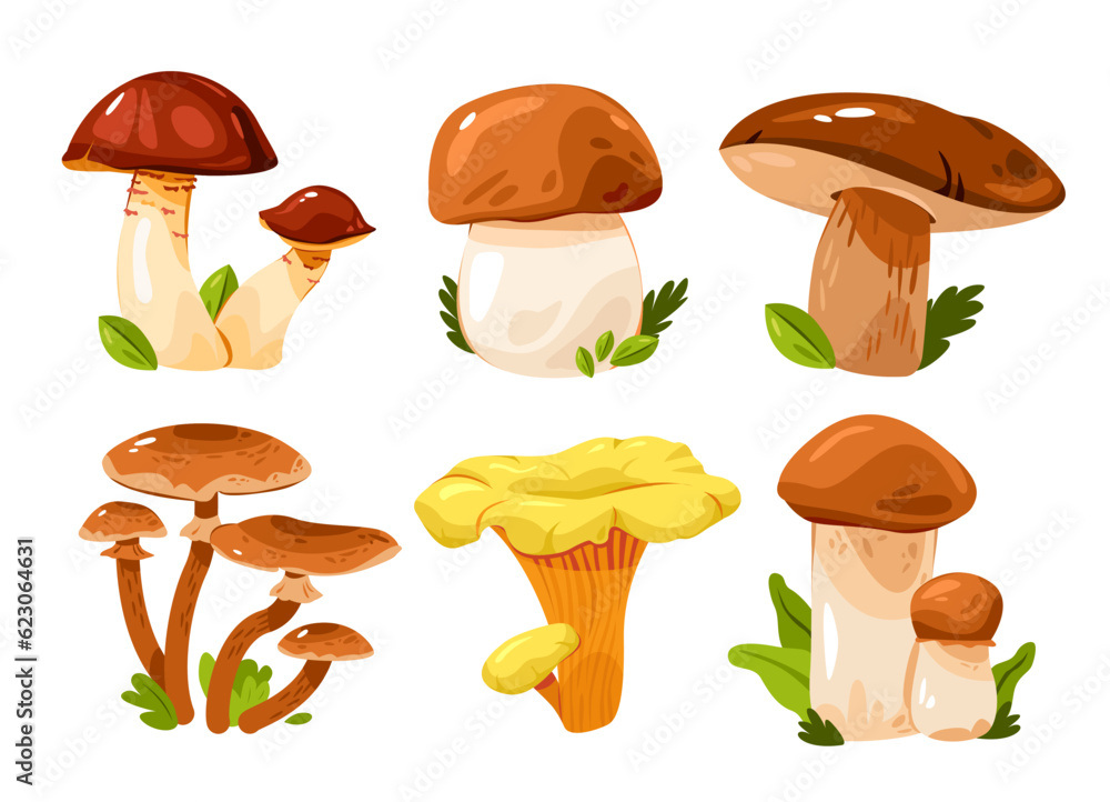 Edible mushrooms set. Cartoon vector illustration.