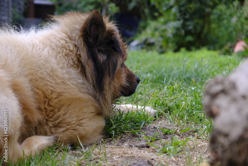 Eurasier dog close up in the garden