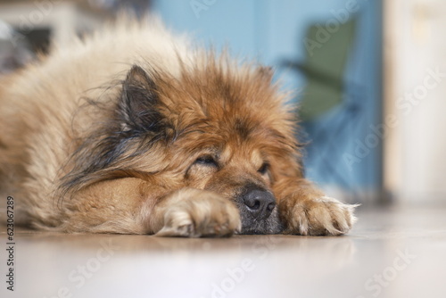 sleepy eurasier dog on wooden home floor