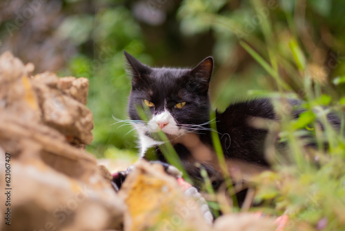 black and white tuxedo cat  with amber coloured eyes sitting on rocks in a garden with blades of grass in front and behind