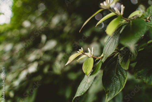 Nature flower plant spring blossom