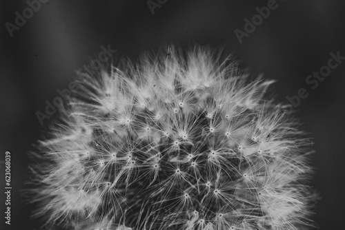 Close up black and white dandelion