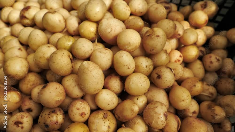 White young potatoes close-up, slow motion. Potato seed, seed potatoes White young potatoes close-up, slow motion. Potato seed, seed potatoes