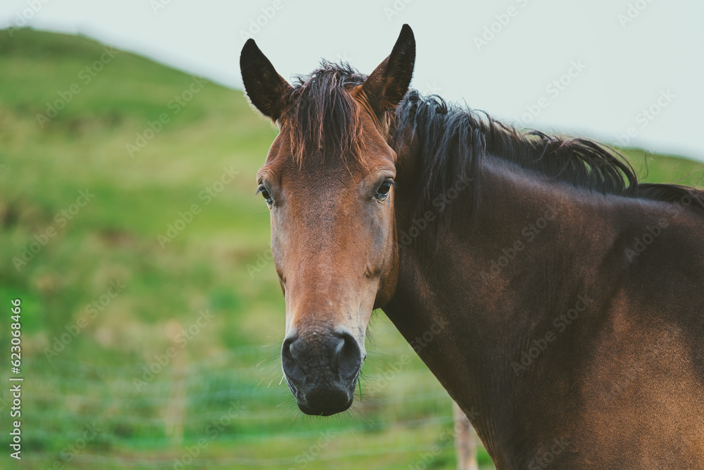Fototapeta premium portrait of a horse