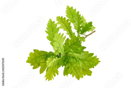 Green Oak Leaves, isolated on white background.